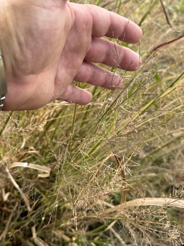 Coleataenia rigidula observed 2026-10-26