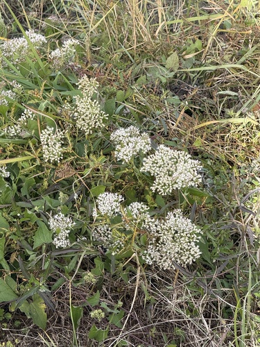 Mikania scandens observed 2026-10-26
