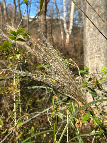 Miscanthus sinensis observed 2026-10-26