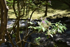 Papilio memnon
