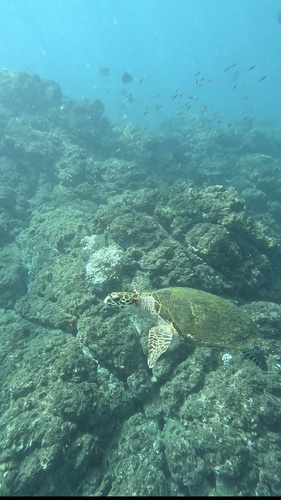 Eretmochelys imbricata observed 2026-10-24