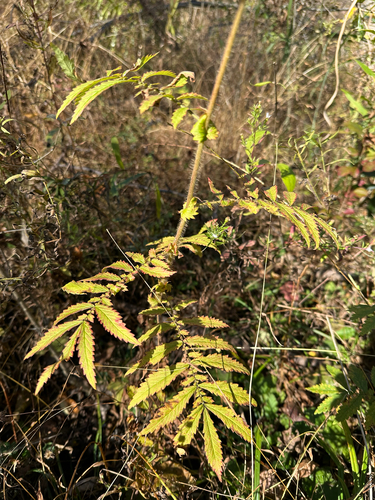 Agrimonia eupatoria observed 2026-10-26