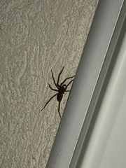 Segestria florentina