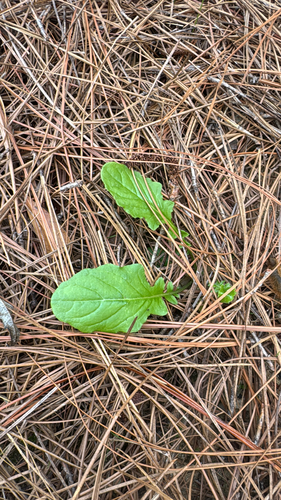 Youngia japonica observed 2026-10-26