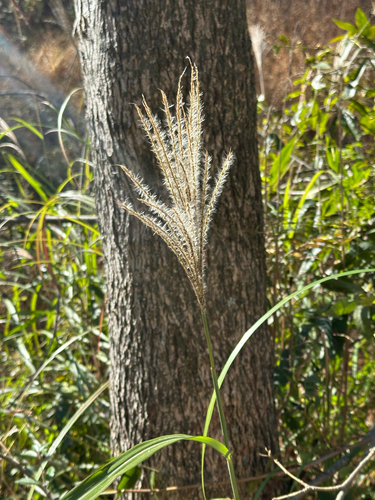 Miscanthus sinensis observed 2026-10-26