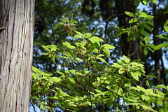 Papilio memnon