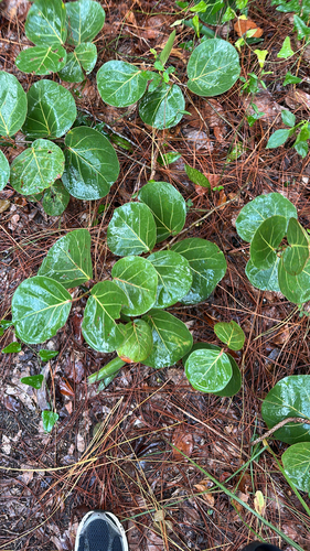 Coccoloba uvifera observed 2026-10-26