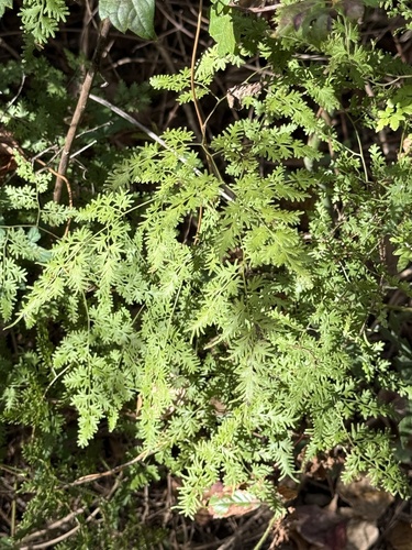 Lygodium japonicum observed 2026-10-26