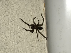Segestria florentina