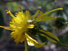Bidens herzogii