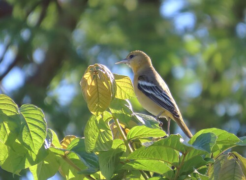 Icterus galbula observed 2026-10-26