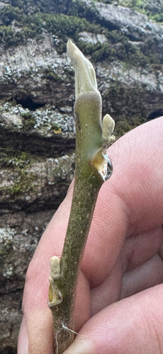Juglans cinerea, 2026-10-25