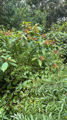 Hamelia patens observed 2026-10-26