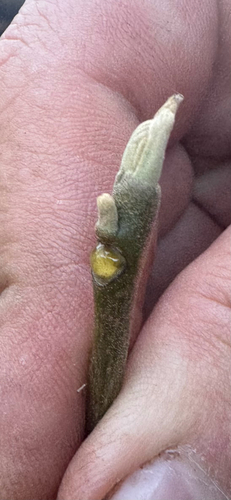 Juglans cinerea, 2026-10-25