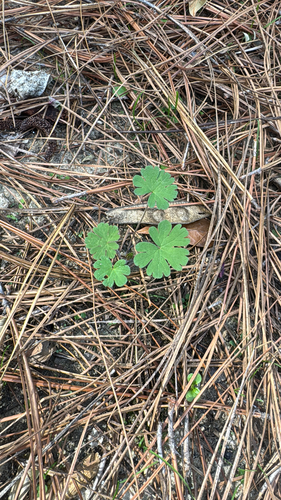 Geranium dissectum observed 2026-10-26