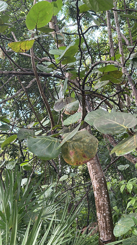 Coccoloba uvifera observed 2026-10-26