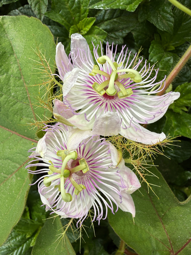 Passiflora foetida observed 2026-10-26