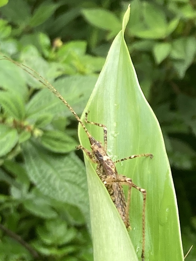 Mylothrella