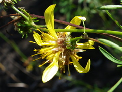 Bidens herzogii