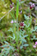 Trifolium willdenovii