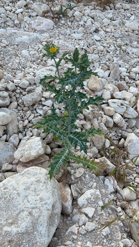 Argemone mexicana observed 2026-10-26