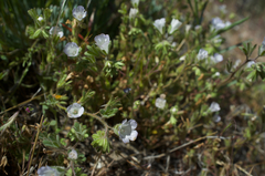 Phacelia douglasii