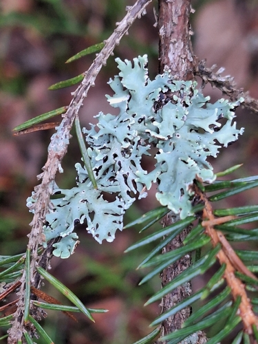 Hypogymnia physodes observed 2026-10-26