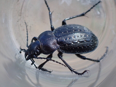 Calosoma cancellatum