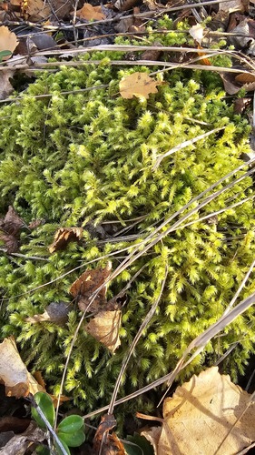 Hylocomiadelphus triquetrus observed 2026-10-26