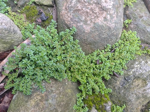 Pilea microphylla observed 2026-10-26