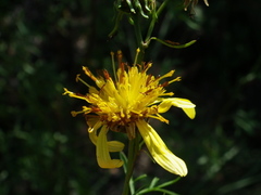 Bidens herzogii