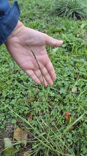 Sporobolus indicus observed 2026-10-26