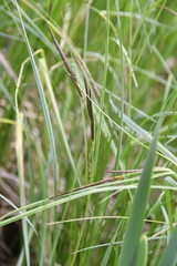 Carex atherodes