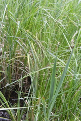 Carex atherodes