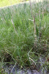 Carex atherodes
