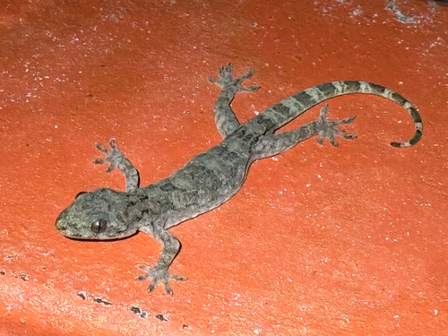 Gecko observed 2026-10-27