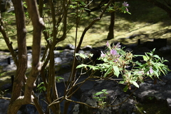 Papilio memnon