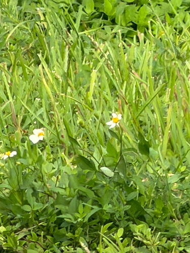 Bidens pilosa observed 2026-10-26
