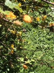 Fremontodendron