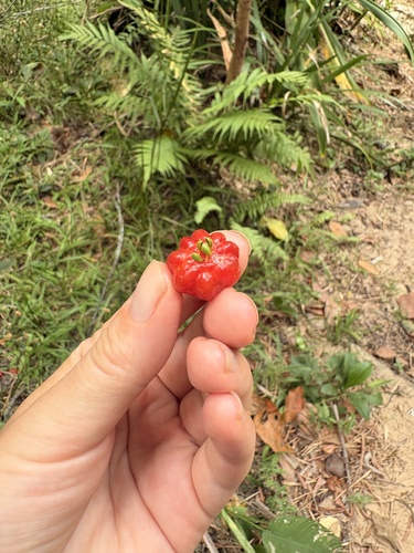 Eugenia uniflora observed 2026-10-26