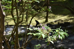 Papilio memnon