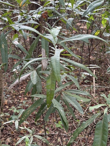 Quercus phellos observed 2026-10-26