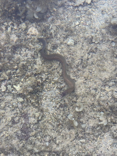 Gymnothorax thyrsoideus observed 2026-10-25