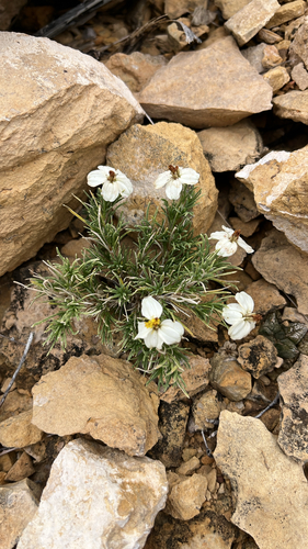 desert zinnia