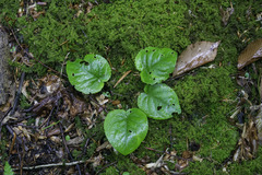 Viola rotundifolia