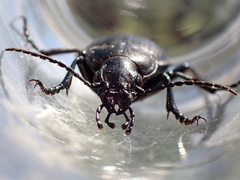 Calosoma cancellatum