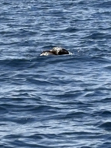 Lepidochelys olivacea observed 2026-10-24