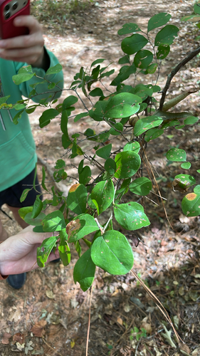 Vaccinium arboreum observed 2026-10-26