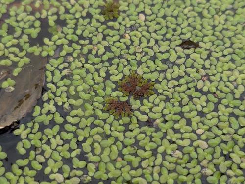 Azolla caroliniana, 2026-10-25