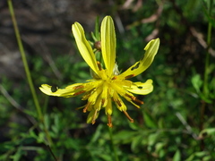 Bidens herzogii